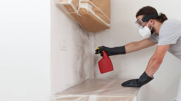 Professional Basement Mold Remediation technician working in Woodridge, IL