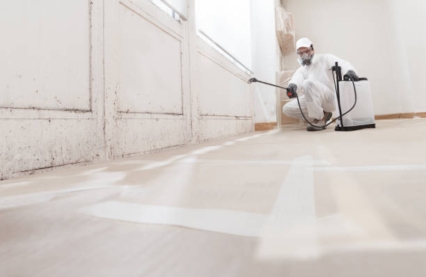 24/7 Emergency Basement Mold Remediation experts in Woodridge, IL